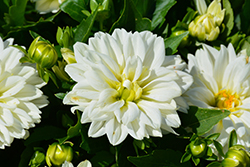 Labella Grande White Dahlia (Dahlia 'Labella Grande White') at Lakeshore Garden Centres