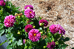 Labella Grande Fandango Dahlia (Dahlia 'Labella Grande Fandango') at Lakeshore Garden Centres