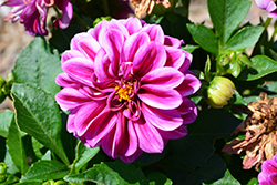 Labella Grande Fandango Dahlia (Dahlia 'Labella Grande Fandango') at Lakeshore Garden Centres
