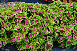 French Quarter Coleus (Solenostemon scutellarioides 'Balvolfrenq') at Lakeshore Garden Centres