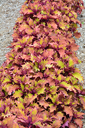 Henna Coleus (Solenostemon scutellarioides 'Henna') at Lakeshore Garden Centres