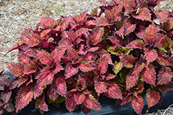 Indian Summer Coleus (Solenostemon scutellarioides 'Indian Summer') at Lakeshore Garden Centres