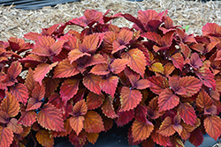 Inferno Coleus (Solenostemon scutellarioides 'UF13-26-7') at Lakeshore Garden Centres