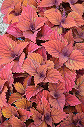 Inferno Coleus (Solenostemon scutellarioides 'UF13-26-7') at Lakeshore Garden Centres