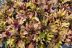 Mint Mocha Coleus (Solenostemon scutellarioides 'Mint Mocha') at Lakeshore Garden Centres