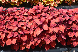 Ruby Slippers Coleus (Solenostemon scutellarioides 'UF13-42-4') at Lakeshore Garden Centres