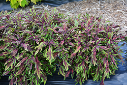 FlameThrower Chili Pepper Coleus (Solenostemon scutellarioides 'Chili Pepper') at Lakeshore Garden Centres