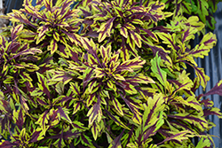 FlameThrower Chipotle Coleus (Solenostemon scutellarioides 'Chipotle') at Lakeshore Garden Centres