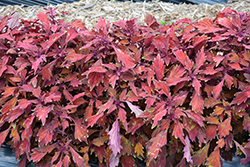 FlameThrower Habanero Coleus (Solenostemon scutellarioides 'UF09-8-37') at Lakeshore Garden Centres