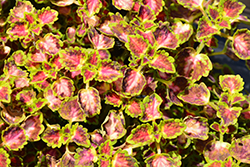 Great Falls Angel (Solenostemon scutellarioides 'Angel') at Lakeshore Garden Centres
