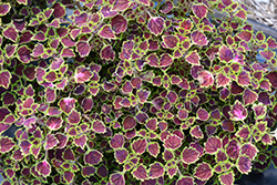 Great Falls Niagara Coleus (Solenostemon scutellarioides 'Niagara') at Lakeshore Garden Centres