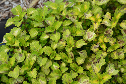 Great Falls Yosemite Coleus (Solenostemon scutellarioides 'Yosemite') at Lakeshore Garden Centres
