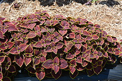 Broad Street Coleus (Solenostemon scutellarioides 'Broad Street') at Lakeshore Garden Centres