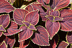 Broad Street Coleus (Solenostemon scutellarioides 'Broad Street') at Lakeshore Garden Centres