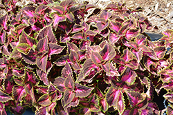 Main Street Michigan Avenue Coleus (Solenostemon scutellarioides 'Michigan Avenue') at Lakeshore Garden Centres