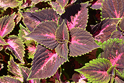 Main Street Michigan Avenue Coleus (Solenostemon scutellarioides 'Michigan Avenue') at Lakeshore Garden Centres