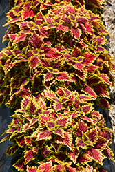 Oxford Street Coleus (Solenostemon scutellarioides 'Oxford Street') at Lakeshore Garden Centres
