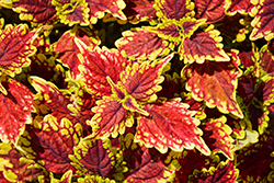Oxford Street Coleus (Solenostemon scutellarioides 'Oxford Street') at Lakeshore Garden Centres