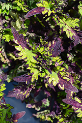 Rodeo Drive Coleus (Solenostemon scutellarioides 'Rodeo Drive') at Lakeshore Garden Centres