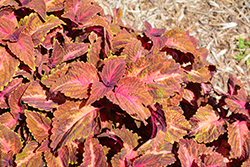 Main Street Sunset Boulevard Coleus (Solenostemon scutellarioides 'UF12-6-2') at Lakeshore Garden Centres