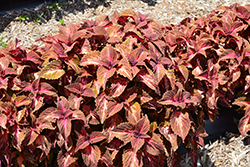 Main Street Sunset Boulevard Coleus (Solenostemon scutellarioides 'UF12-6-2') at Lakeshore Garden Centres