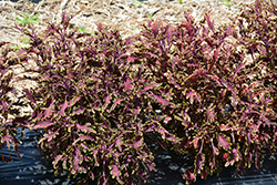 Stained Glassworks Kiwi Fern Coleus (Solenostemon scutellarioides 'Kiwi Fern') at Lakeshore Garden Centres