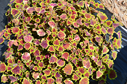 Stained Glassworks Trailing Monarch Coleus (Solenostemon scutellarioides 'Trailing Monarch') at Lakeshore Garden Centres