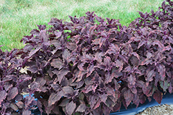 Stained Glassworks Molten Lava Coleus (Solenostemon scutellarioides 'Molten Lava') at Lakeshore Garden Centres