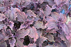 Stained Glassworks Molten Lava Coleus (Solenostemon scutellarioides 'Molten Lava') at Lakeshore Garden Centres