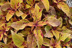 Premium Sun Mighty Mosaic Coleus (Solenostemon scutellarioides 'Mighty Mosaic') at Lakeshore Garden Centres