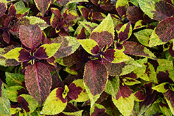 Premium Sun Pineapple Surprise Coleus (Solenostemon scutellarioides 'Pineapple Surprise') at Lakeshore Garden Centres