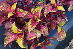 Premium Sun Rose to Lime Magic Coleus (Solenostemon scutellarioides 'Rose to Lime Magic') at Lakeshore Garden Centres