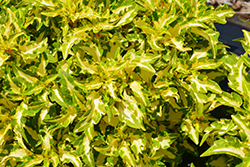 ColorBlaze Alligator Tears Coleus (Solenostemon scutellarioides 'Alligator Tears') at Lakeshore Garden Centres