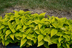 ColorBlaze Lime Time Coleus (Solenostemon scutellarioides 'Lime Time') at Lakeshore Garden Centres