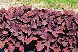 ColorBlaze Marooned Coleus (Solenostemon scutellarioides 'Marooned') at Lakeshore Garden Centres