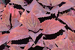 ColorBlaze Marooned Coleus (Solenostemon scutellarioides 'Marooned') at Lakeshore Garden Centres