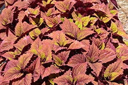 ColorBlaze Royal Glissade Coleus (Solenostemon scutellarioides 'Royal Glissade') at Lakeshore Garden Centres