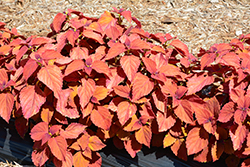 ColorBlaze Sedona Sunset Coleus (Solenostemon scutellarioides 'Sedona Sunset') at Lakeshore Garden Centres