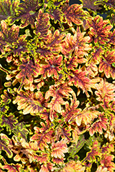 Under The Sea Copper Coral Coleus (Solenostemon scutellarioides 'Copper Coral') at Lakeshore Garden Centres