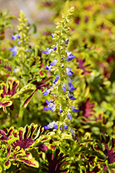 Under The Sea Electric Coral Coleus (Solenostemon scutellarioides 'Electric Coral') at Lakeshore Garden Centres