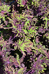 Under The Sea Lime Shrimp Coleus (Solenostemon scutellarioides 'Lime Shrimp') at Lakeshore Garden Centres