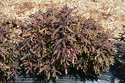 Under The Sea Lion Fish Coleus (Solenostemon scutellarioides 'Lion Fish') at Lakeshore Garden Centres