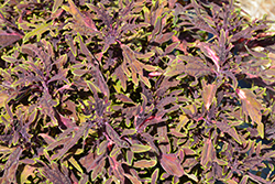 Under The Sea Lion Fish Coleus (Solenostemon scutellarioides 'Lion Fish') at Lakeshore Garden Centres