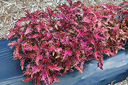 Under The Sea Pink Reef Coleus (Solenostemon scutellarioides 'Pink Reef') at Lakeshore Garden Centres