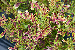 Under The Sea Red Coral Coleus (Solenostemon scutellarioides 'Red Coral') at Lakeshore Garden Centres