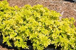 Under The Sea Yellowfin Tuna Coleus (Solenostemon scutellarioides 'Yellowfin Tuna') at Lakeshore Garden Centres
