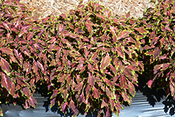 PartyTime Red Bolero Coleus (Solenostemon scutellarioides 'PartyTime Red Bolero') at Lakeshore Garden Centres