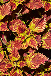 Color Clouds Be Mine Coleus (Solenostemon scutellarioides 'Be Mine') at Lakeshore Garden Centres