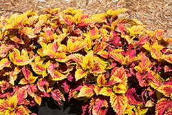 Color Clouds Hottie Coleus (Solenostemon scutellarioides 'Hottie') at Lakeshore Garden Centres