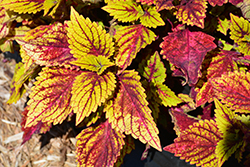 Color Clouds Hottie Coleus (Solenostemon scutellarioides 'Hottie') at Lakeshore Garden Centres